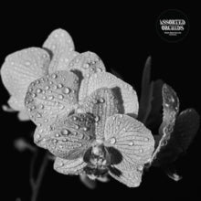 Assorted Orchids - Assorted Orchids (gatefold/White Vinyl)