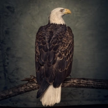 Clutch - Book Of Bad Decisions