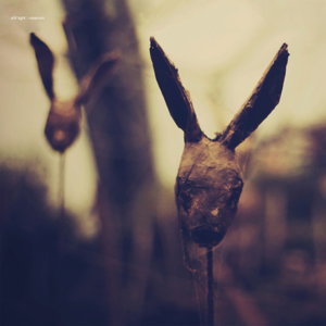 STILL LIGHT - ROSARIUM