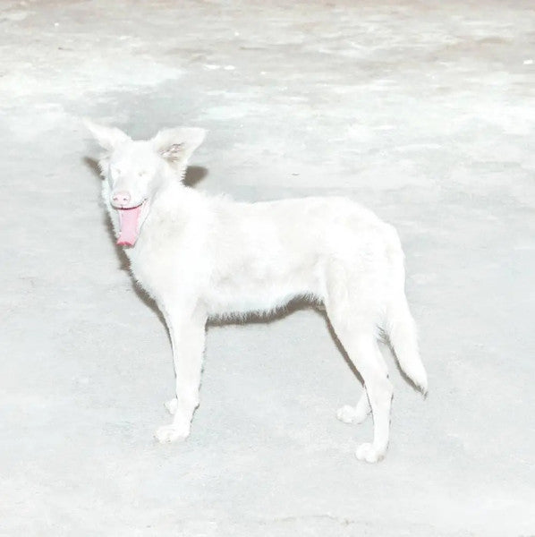 AO - MALANDRA