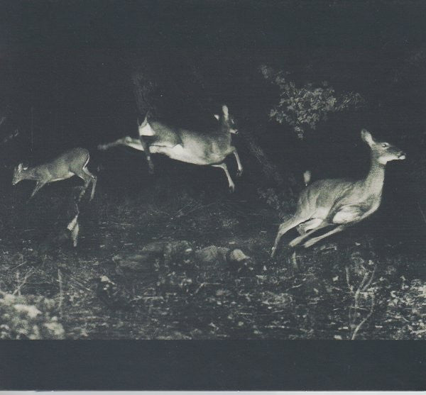 WORDCOLOUR - TREES WERE BUZZING, & THE GRASS.