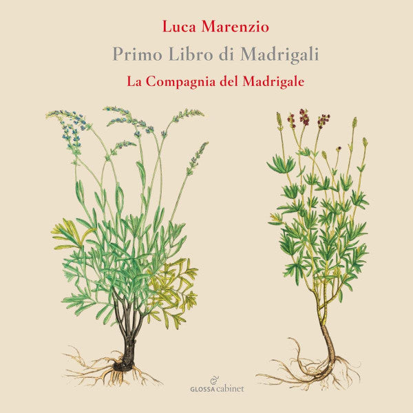 COMPAGNIA DEL MADRIGALE - MARENZIO: PRIMO LIBRO DI MADRIGALI