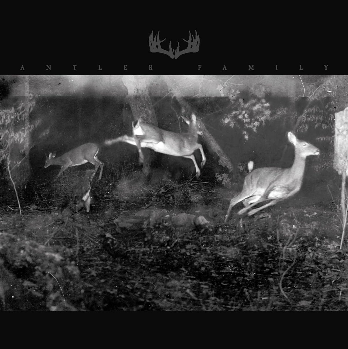 ANTLER FAMILY