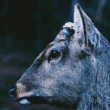 Toe - Book About My Idle Plot On A Vague Anxiety (deer Glisten Blue Vinyl)