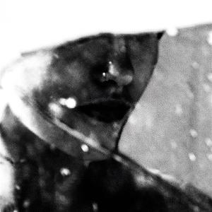 PURGATE - LEAVINGS