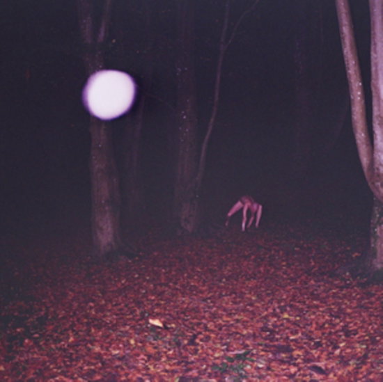 BUZZARD BUZZARD BUZZARD - SKINWALKER