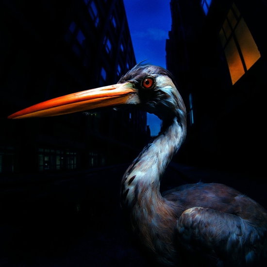 SZMIEREK,ANTONY - DECODING BIRDSONG