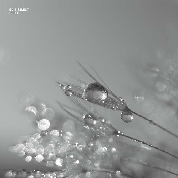 EDIT SELECT Phlox