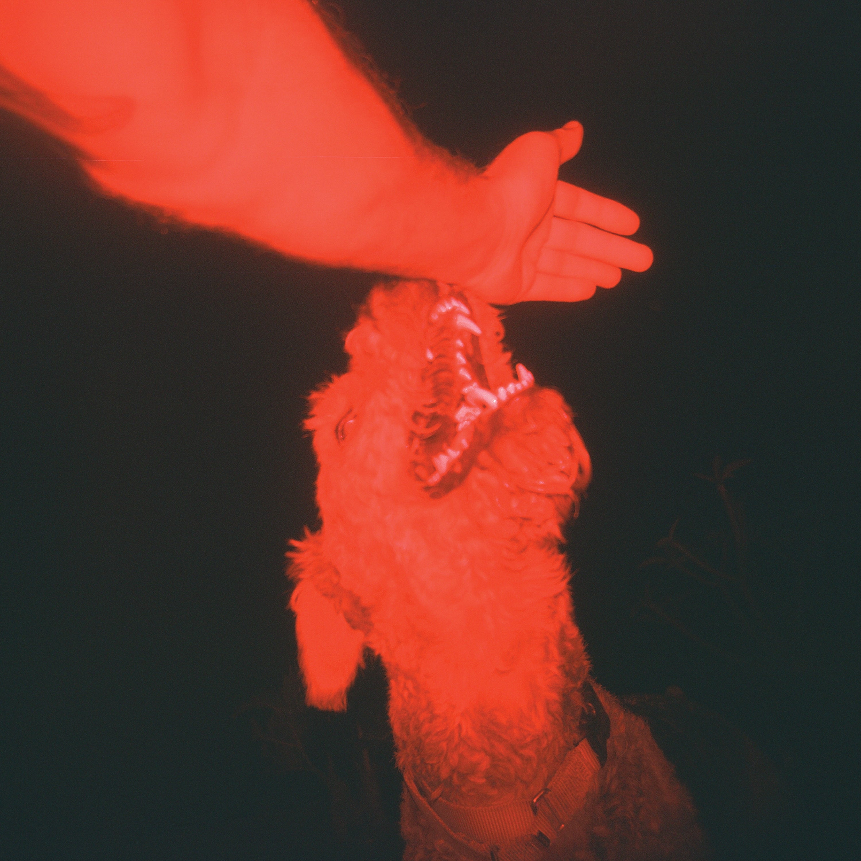 Eli Winter A Trick Of The Light ("Optical Illusion" Transparent Red Vinyl)