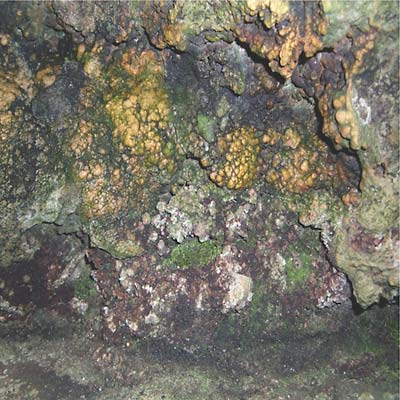 HIVE MIND Elemental Disgrace